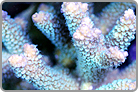 Branches touching Mars. Fiji Collected